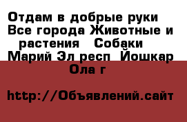 Отдам в добрые руки  - Все города Животные и растения » Собаки   . Марий Эл респ.,Йошкар-Ола г.